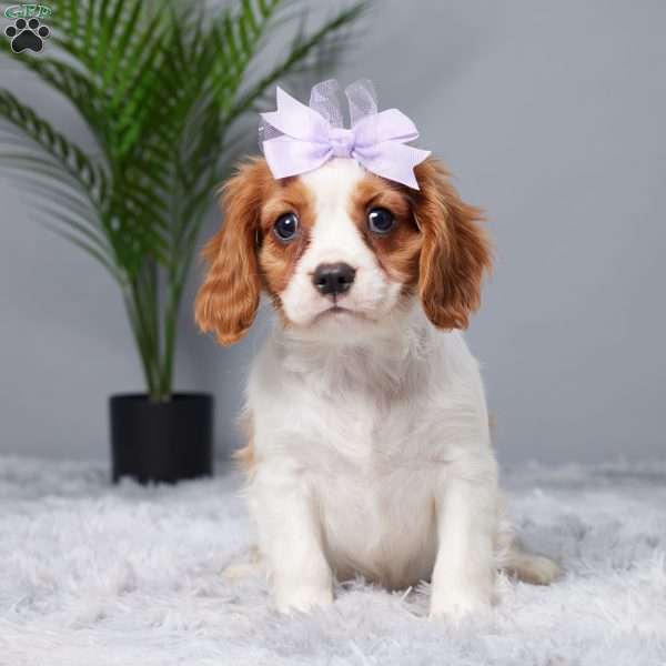 Regan, Cavalier King Charles Spaniel Puppy